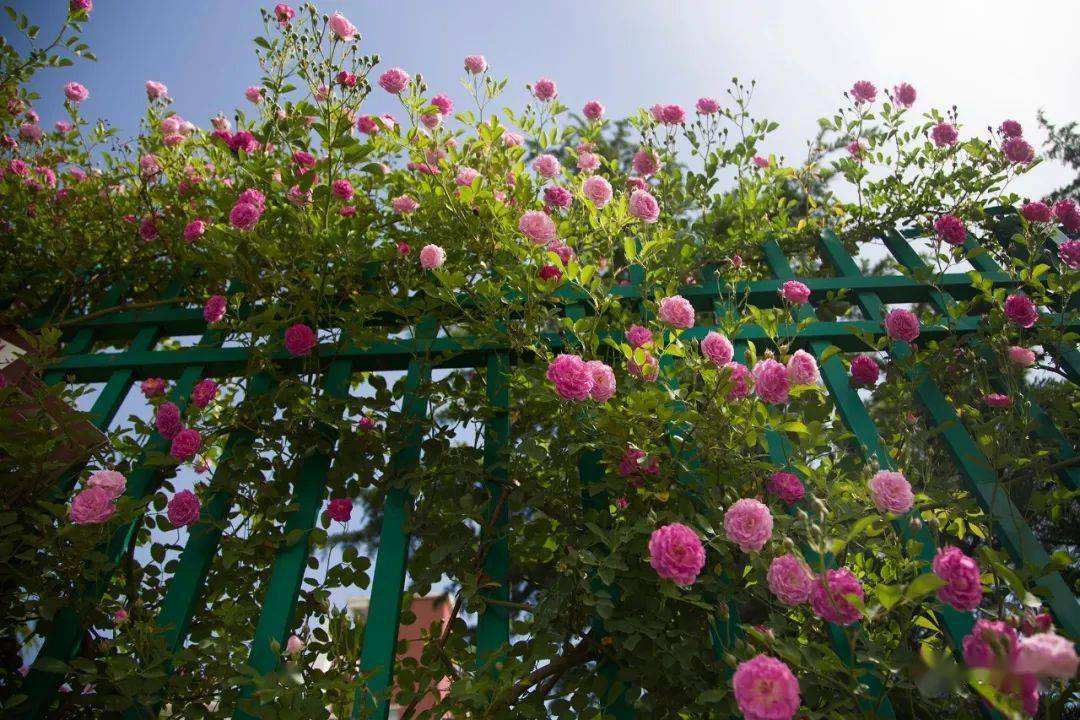 庭院蔷薇花 (1).jpeg 庭院蔷薇花 (1).jpeg