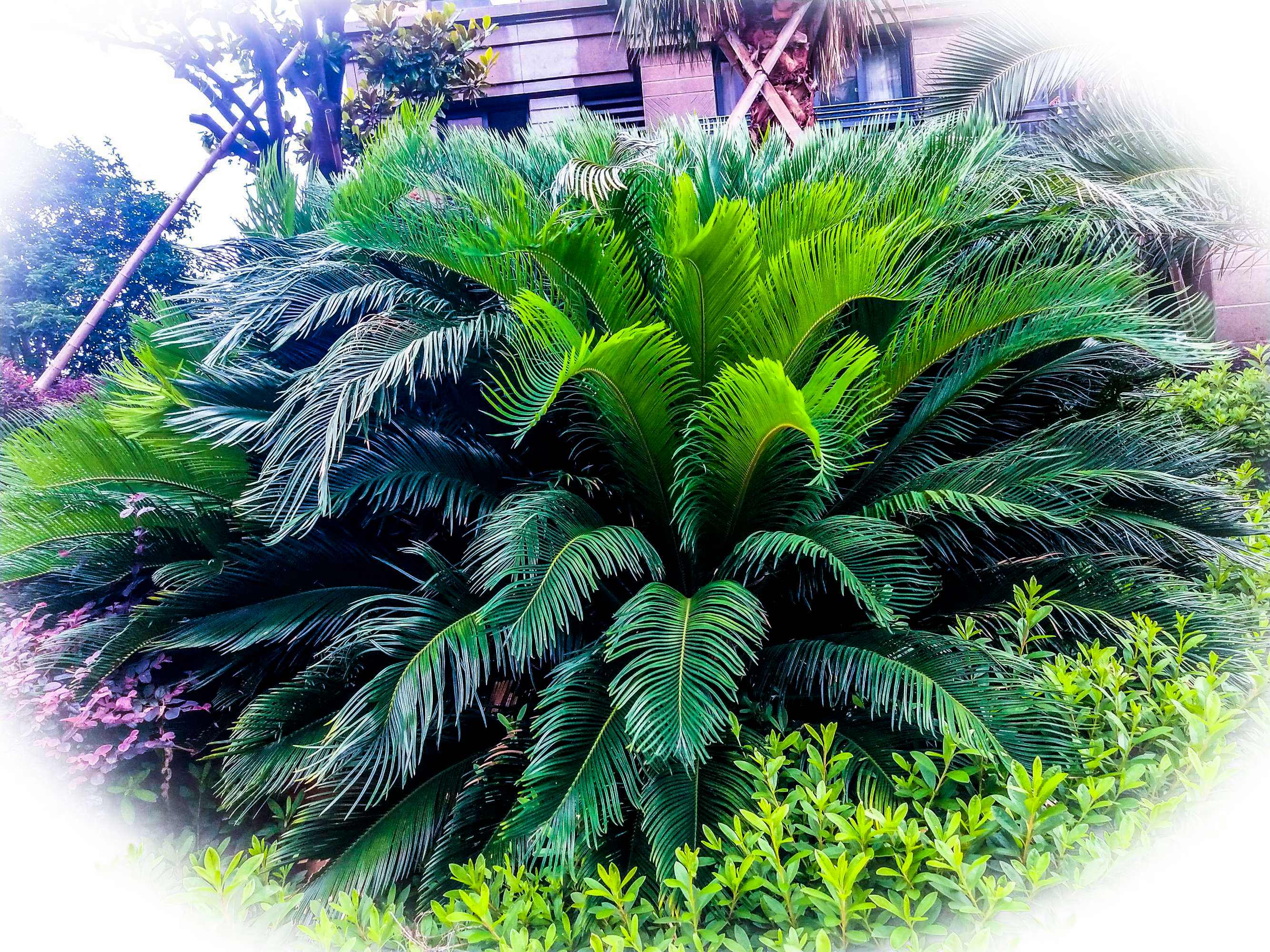 铁树种植在家中好吗.jpeg 铁树种植在家中好吗.jpeg