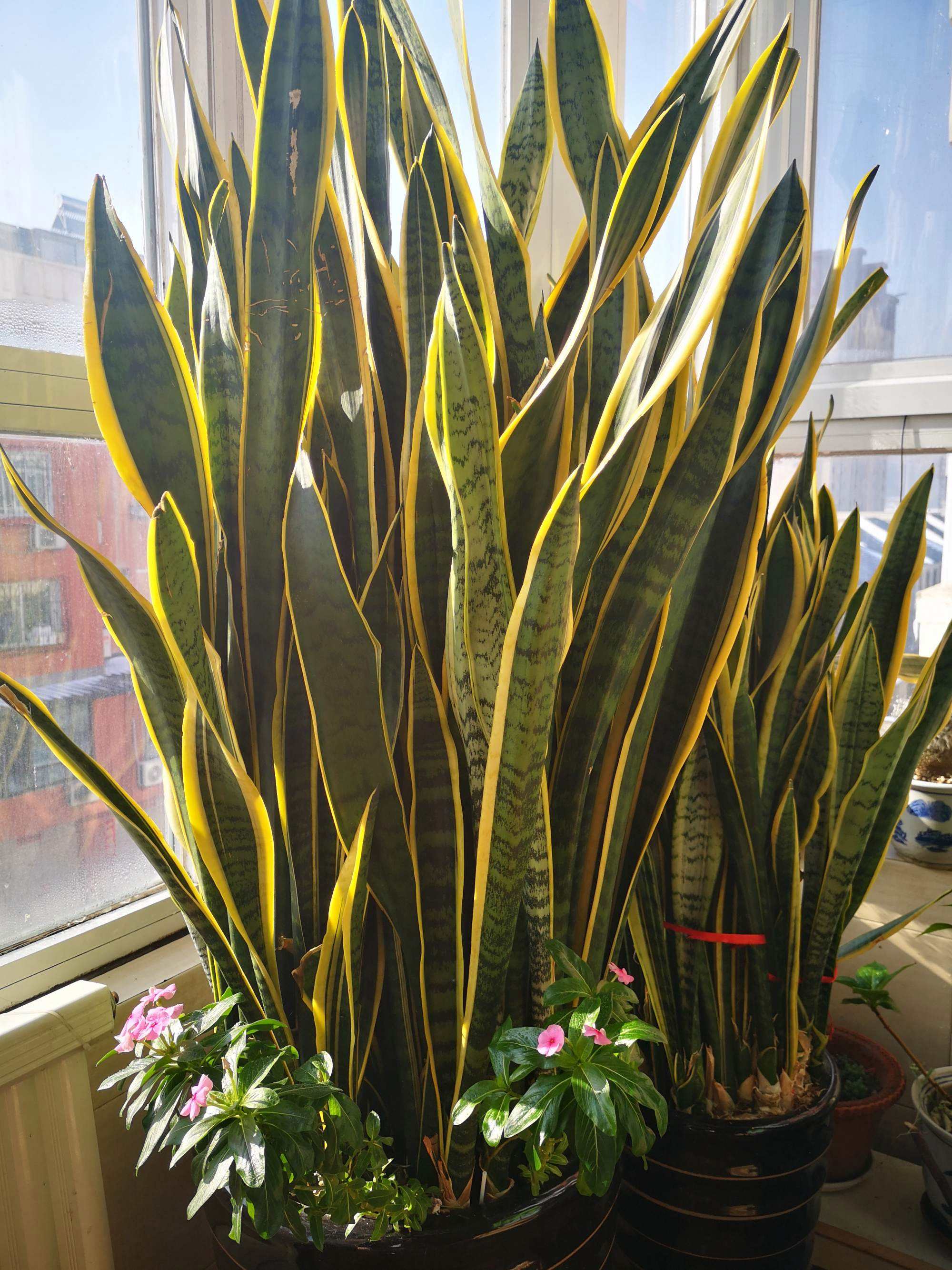 办公室种植虎皮兰有哪些风水知识.jpeg 办公室种植虎皮兰有哪些风水知识.jpeg