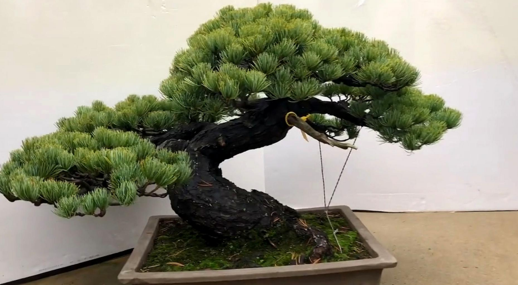 松柏不进宅是怎么回事.png 松柏不进宅是怎么回事.png