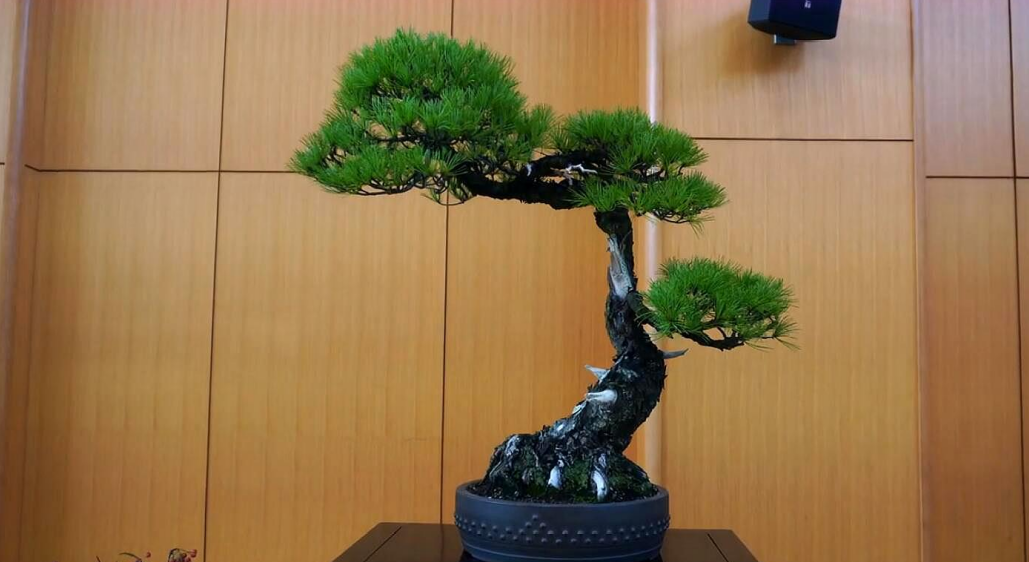坟前种松柏有什么.png 坟前种松柏有什么.png