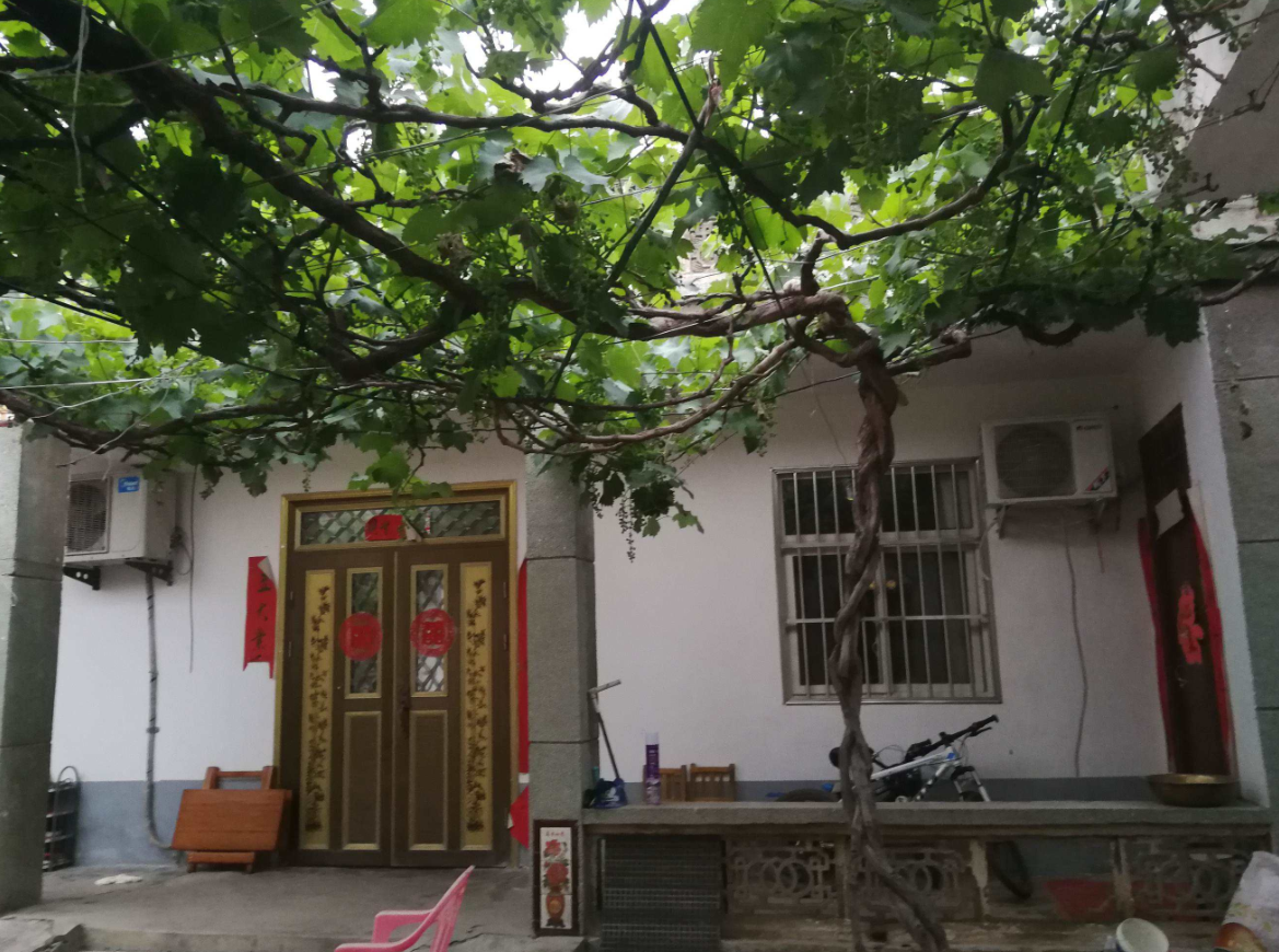 为什么院子里不能种植太多的葡萄 (2).png 为什么院子里不能种植太多的葡萄 (2).png