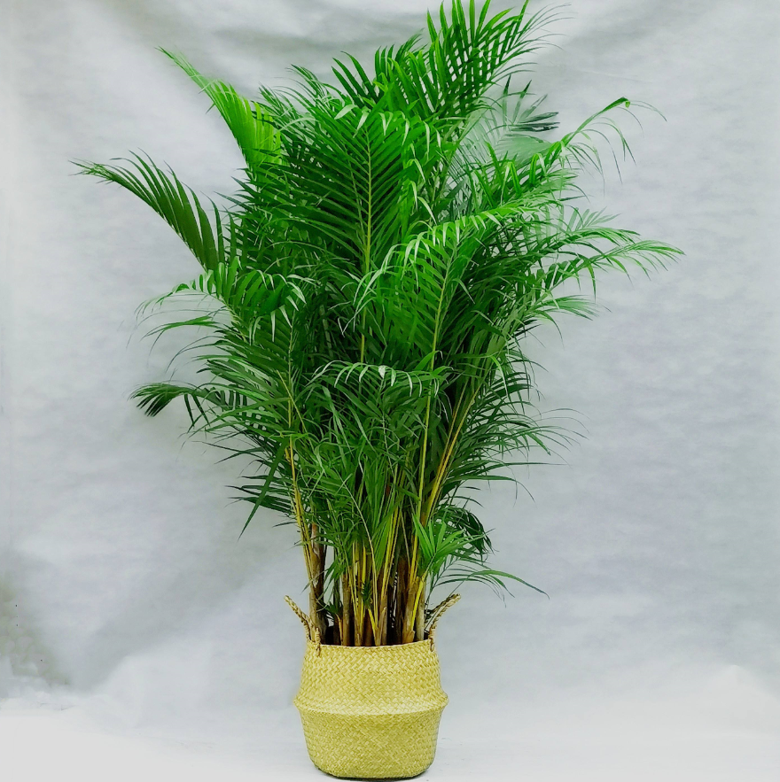 适合室内养的植物花卉 (7).png 适合室内养的植物花卉 (7).png