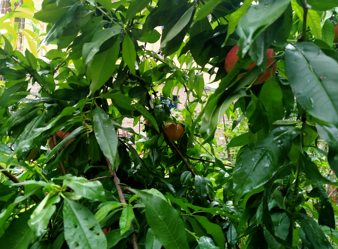 桃树种植有什么风水禁忌 (2).png 桃树种植有什么风水禁忌 (2).png