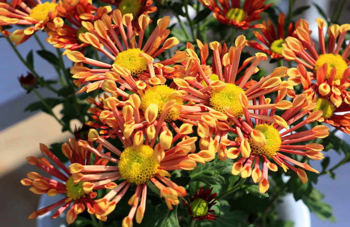 庭院种菊花好吗.png 庭院种菊花好吗.png