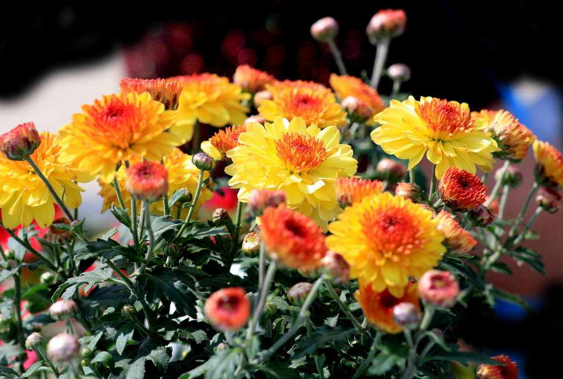 可以在家里种菊花吗 (2).png 可以在家里种菊花吗 (2).png